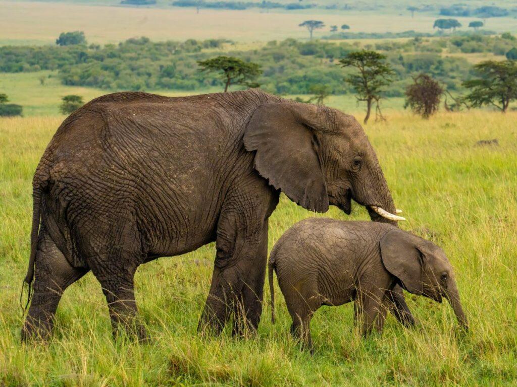 15 Elephants Die from Suspected Cyanide Poisoning in Kenya’s Amboseli