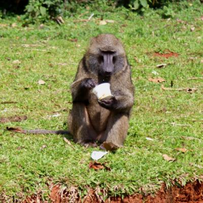 Why Malava's roadside Baboons could trigger Kenya's next public health threat